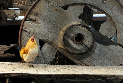 Picture of COCK OF THE WALK