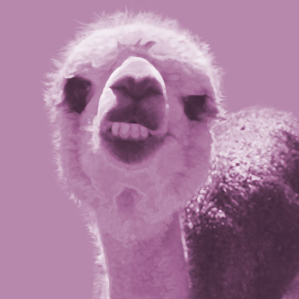 Picture of ALPACA PINK