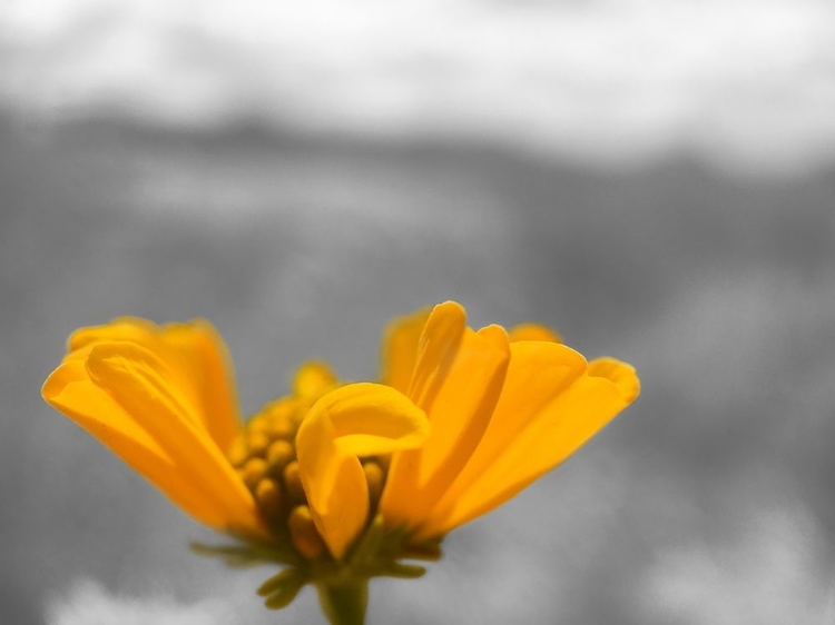 Picture of BRITTLE BUSH B-W