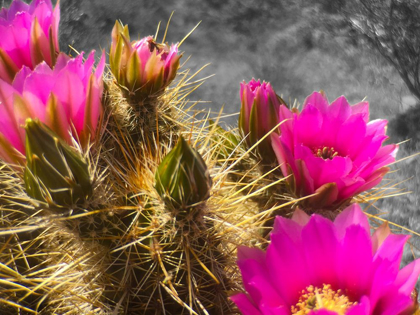 Picture of HEDGEHOG BLOOM III B-W