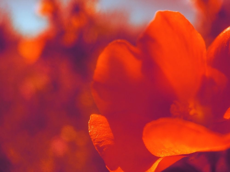 Picture of COLOR MOOD I: GLOBE MALLOW