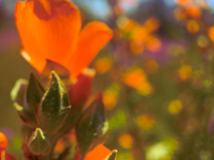 Picture of COLOR MOOD II: GLOBE MALLOW