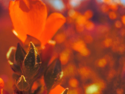 Picture of COLOR MOOD III: GLOBE MALLOW