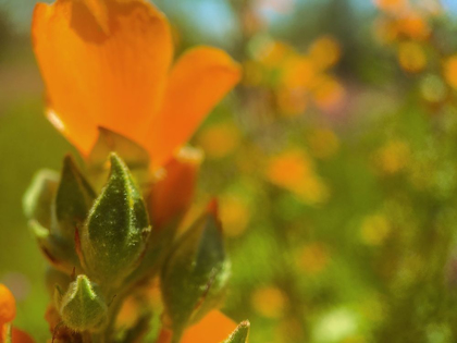 Picture of COLOR MOOD IV: GLOBE MALLOW