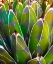 Picture of MOODS AGAVE I