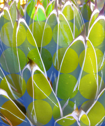 Picture of MOODS AGAVE III