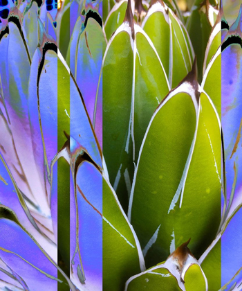 Picture of MOODS AGAVE IV