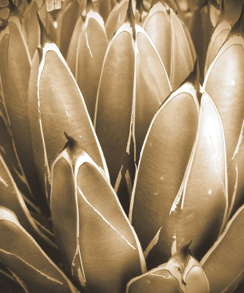 Picture of AGAVE SEPIA