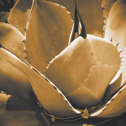 Picture of MESCAL AGAVE: SEPIA