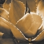 Picture of MESCAL AGAVE: SEPIA