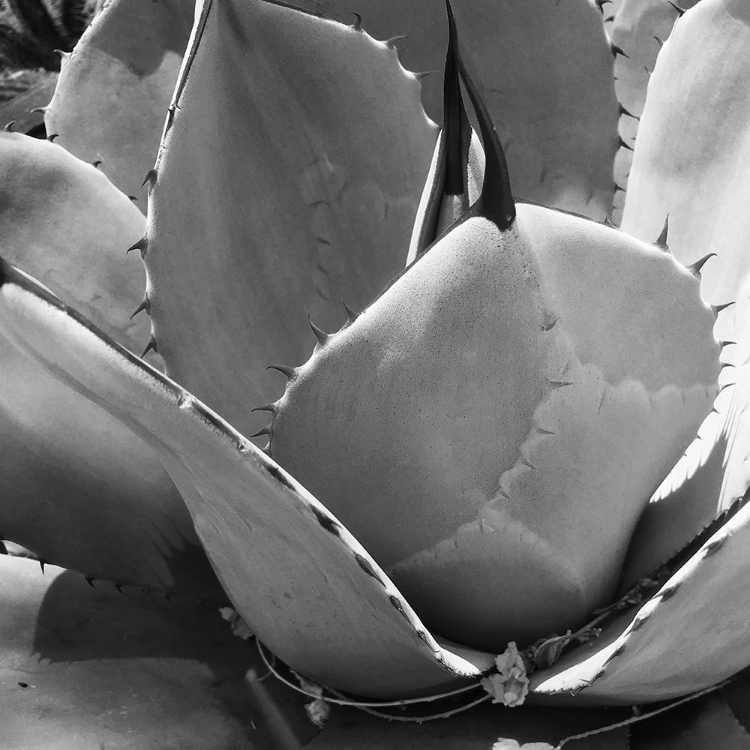 Picture of MESCAL AGAVE: BANDW