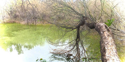 Picture of PAIR OF MALLARDS ON WATER