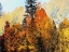 Picture of FALL COLORS II-COLOR BLAST
