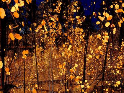 Picture of COLOR MOOD-ASPEN 1