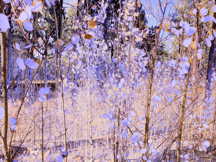 Picture of COLOR MOOD-ASPEN 2