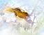 Picture of ORIOLE