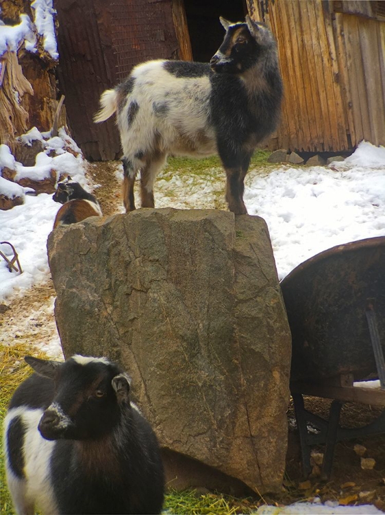 Picture of THREE GOATS 