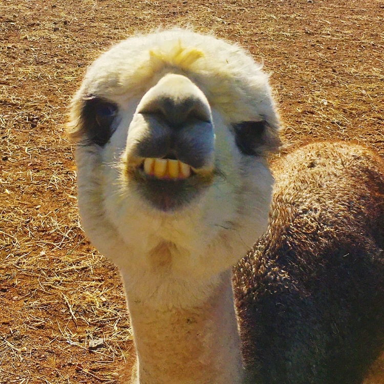 Picture of ALPACA II