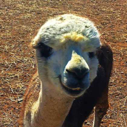 Picture of ALPACA III