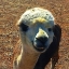 Picture of ALPACA III
