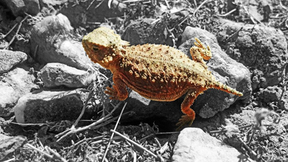 Picture of HORNED TOAD B-W A