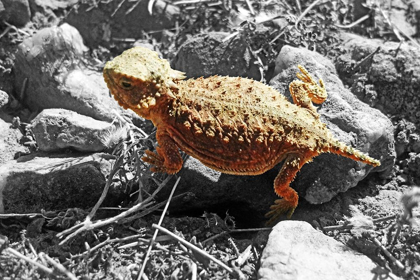 Picture of HORNED TOAD B-W B