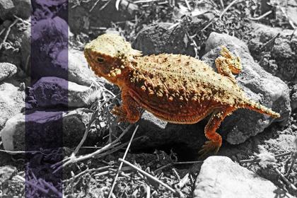 Picture of HORNED TOAD B-W PURPLE STRIPE