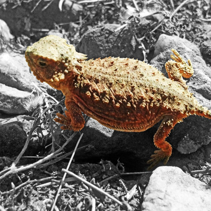 Picture of HORNED TOAD B-W C