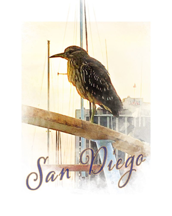 Picture of SAN DIEGO -YELLOW CROWNED NIGHT HERON