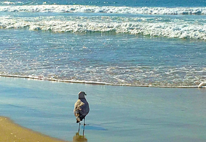 Picture of SAN DIEGO SEAGULL 1