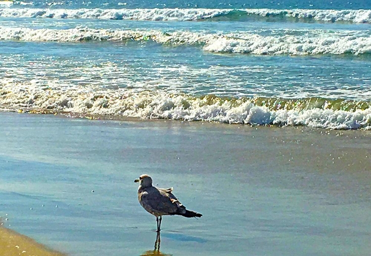 Picture of SAN DIEGO SEAGULL 2