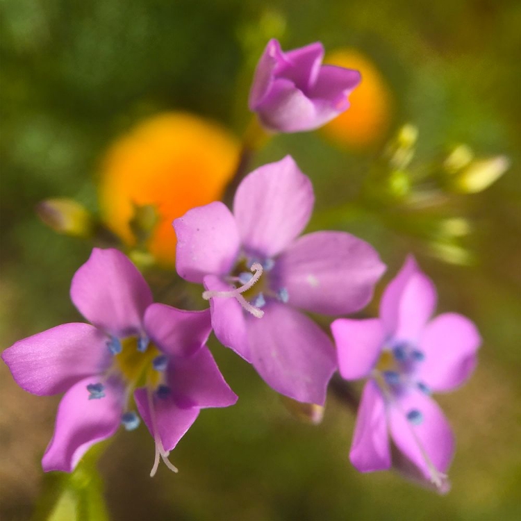 Picture of PURPLE FLOWER BLUE ANTHERS I A