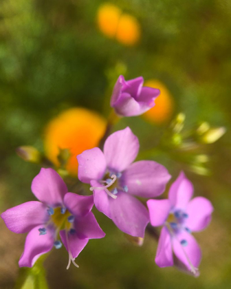 Picture of PURPLE FLOWER BLUE ANTHERS I B