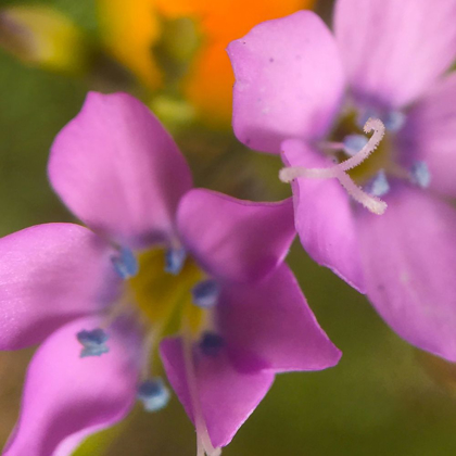 Picture of PURPLE FLOWER BLUE ANTHERS I A