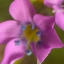 Picture of PURPLE FLOWER BLUE ANTHERS I C