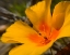 Picture of POPPY