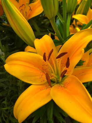 Picture of YELLOW LILLY