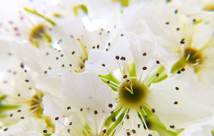 Picture of HAWTHORN BLOOM I