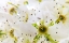 Picture of HAWTHORN BLOOM I