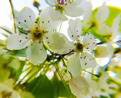 Picture of HAWTHORN BLOOM II