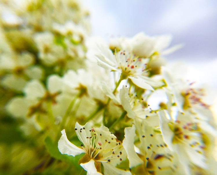 Picture of HAWTHORN BLOOM III