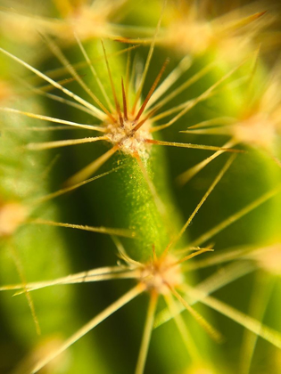 Picture of CACTUS