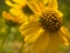 Picture of WILDFLOWERS NOSTALGIA I