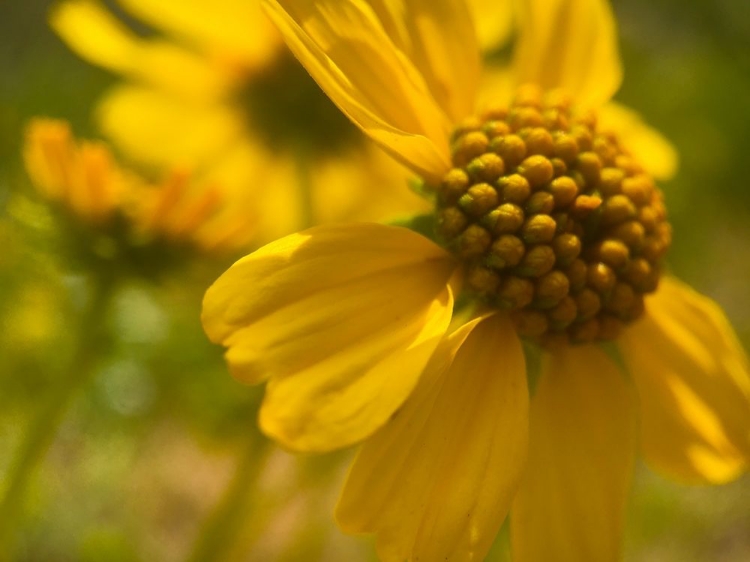 Picture of WILDFLOWERS NOSTALGIA I