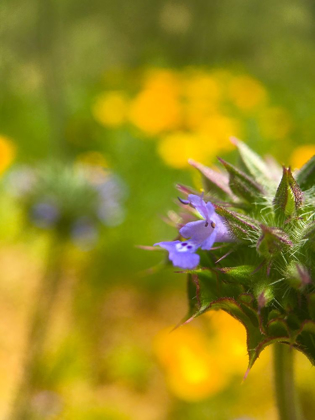 Picture of WILDFLOWERS XLI