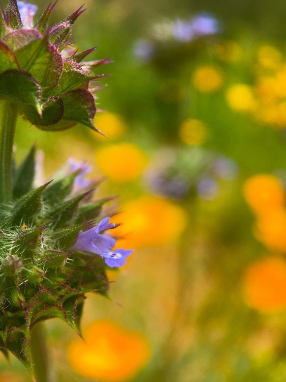 Picture of WILDFLOWERS XLII