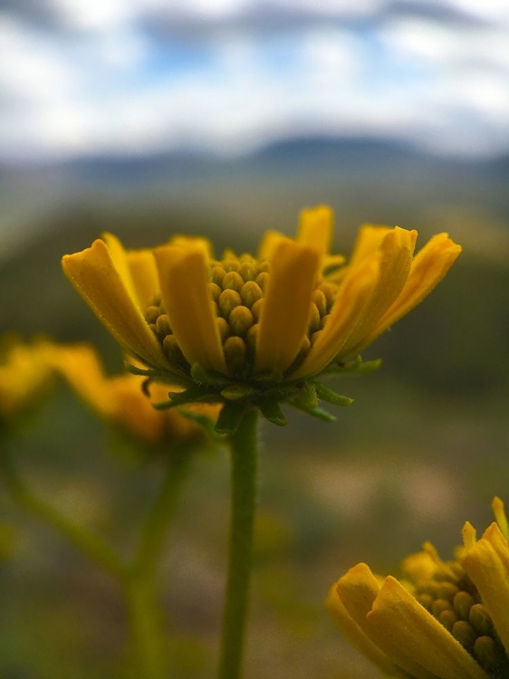 Picture of WILDFLOWERS NOSTALGIA II