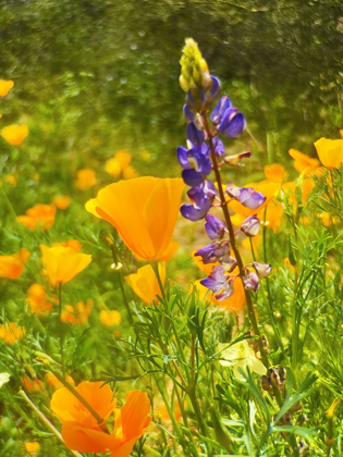 Picture of WILDFLOWERS XLIII