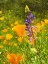 Picture of WILDFLOWERS XLIII