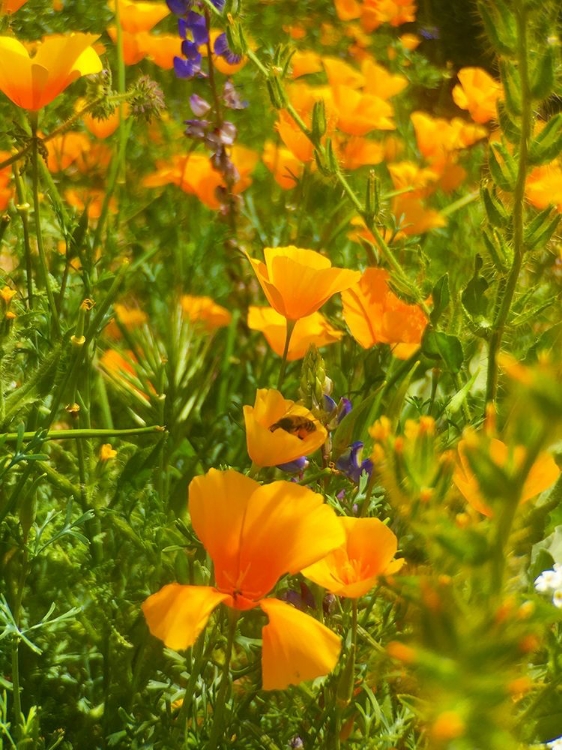 Picture of WILDFLOWERS XLIV